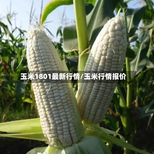 玉米1801最新行情/玉米行情报价