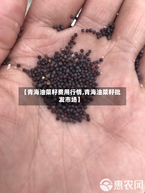 【青海油菜籽费用行情,青海油菜籽批发市场】
