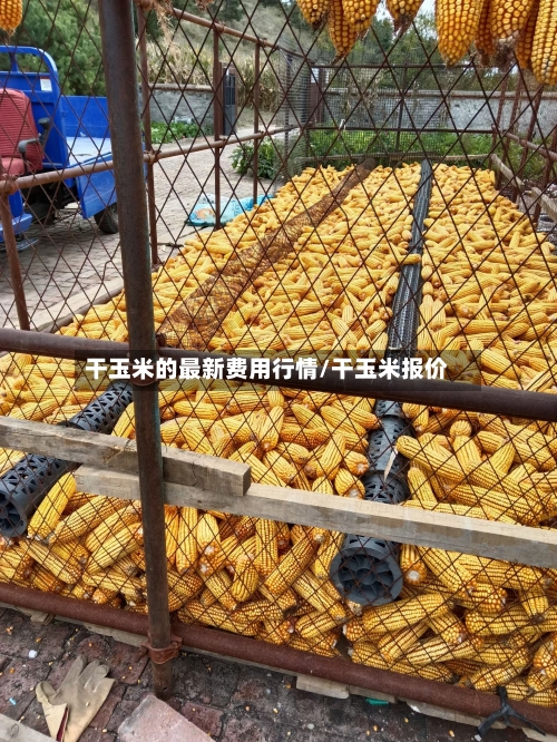 干玉米的最新费用行情/干玉米报价