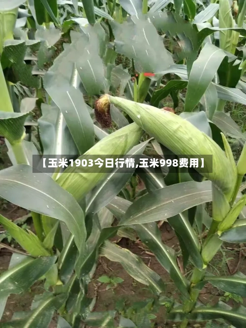 【玉米1903今日行情,玉米998费用】