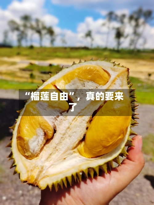 “榴莲自由”，真的要来了-第3张图片