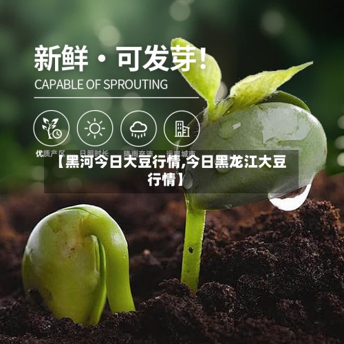 【黑河今日大豆行情,今日黑龙江大豆行情】