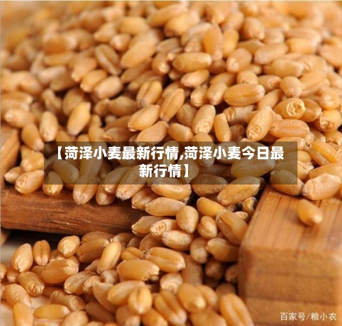 【菏泽小麦最新行情,菏泽小麦今日最新行情】