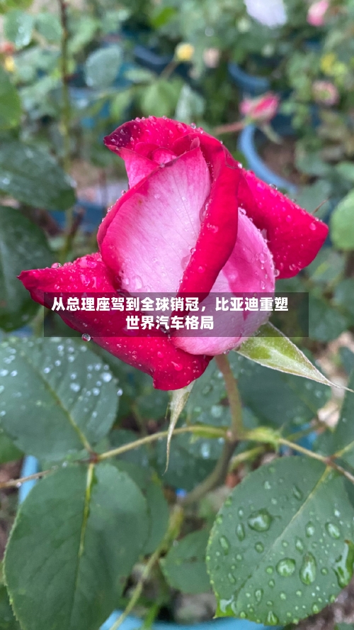 从总理座驾到全球销冠	，比亚迪重塑世界汽车格局-第2张图片