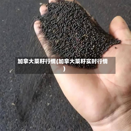 加拿大菜籽行情(加拿大菜籽实时行情)-第3张图片