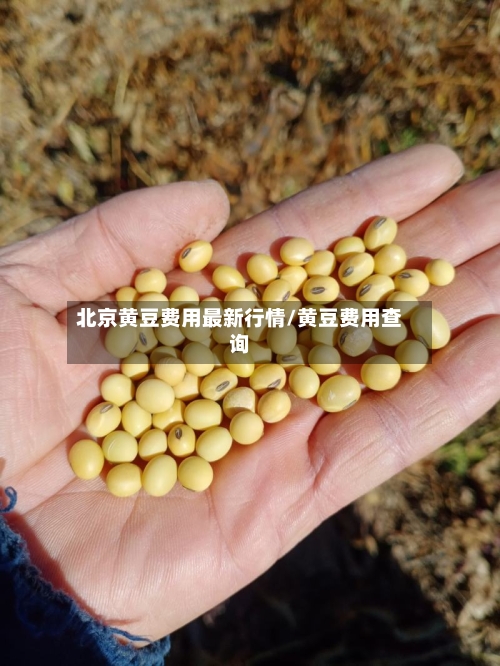 北京黄豆费用最新行情/黄豆费用查询