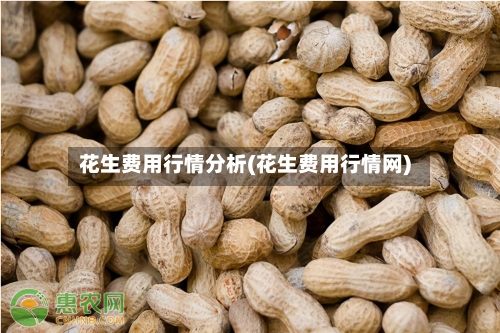 花生费用行情分析(花生费用行情网)