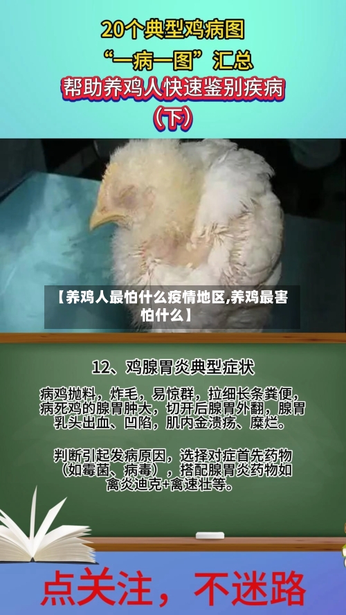 【养鸡人最怕什么疫情地区,养鸡最害怕什么】