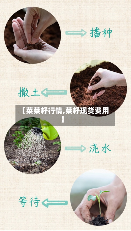 【菜菜籽行情,菜籽现货费用】-第3张图片