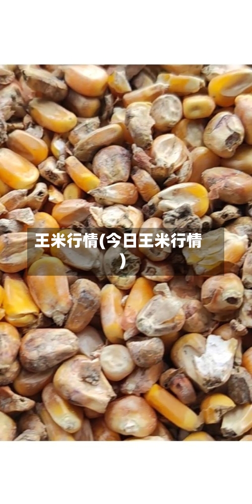 王米行情(今日王米行情)-第2张图片