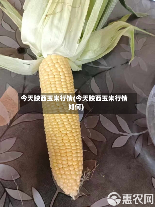 今天陕西玉米行情(今天陕西玉米行情如何)
